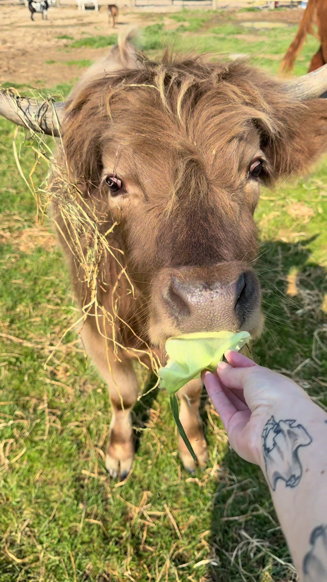 @nofzingerranch