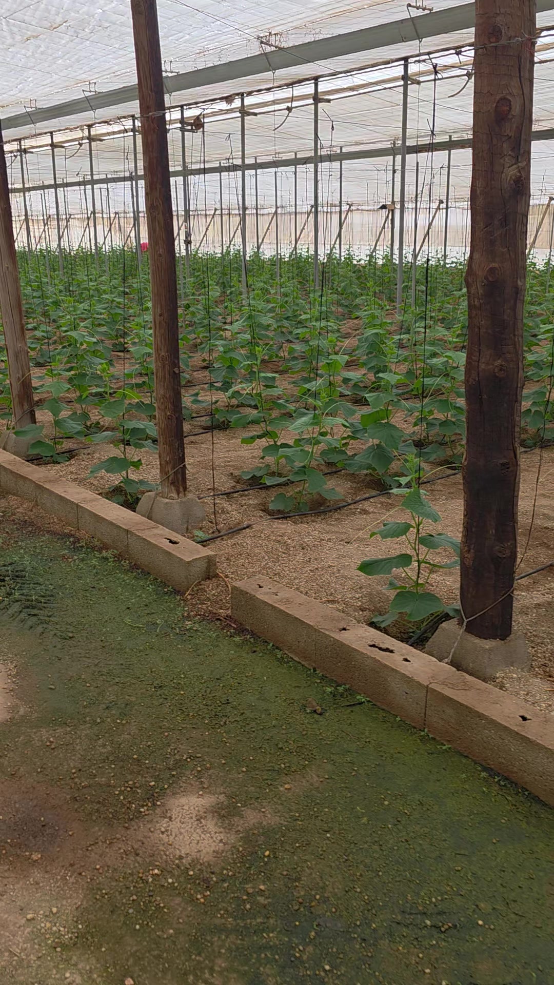 @El Extensionista del Agro