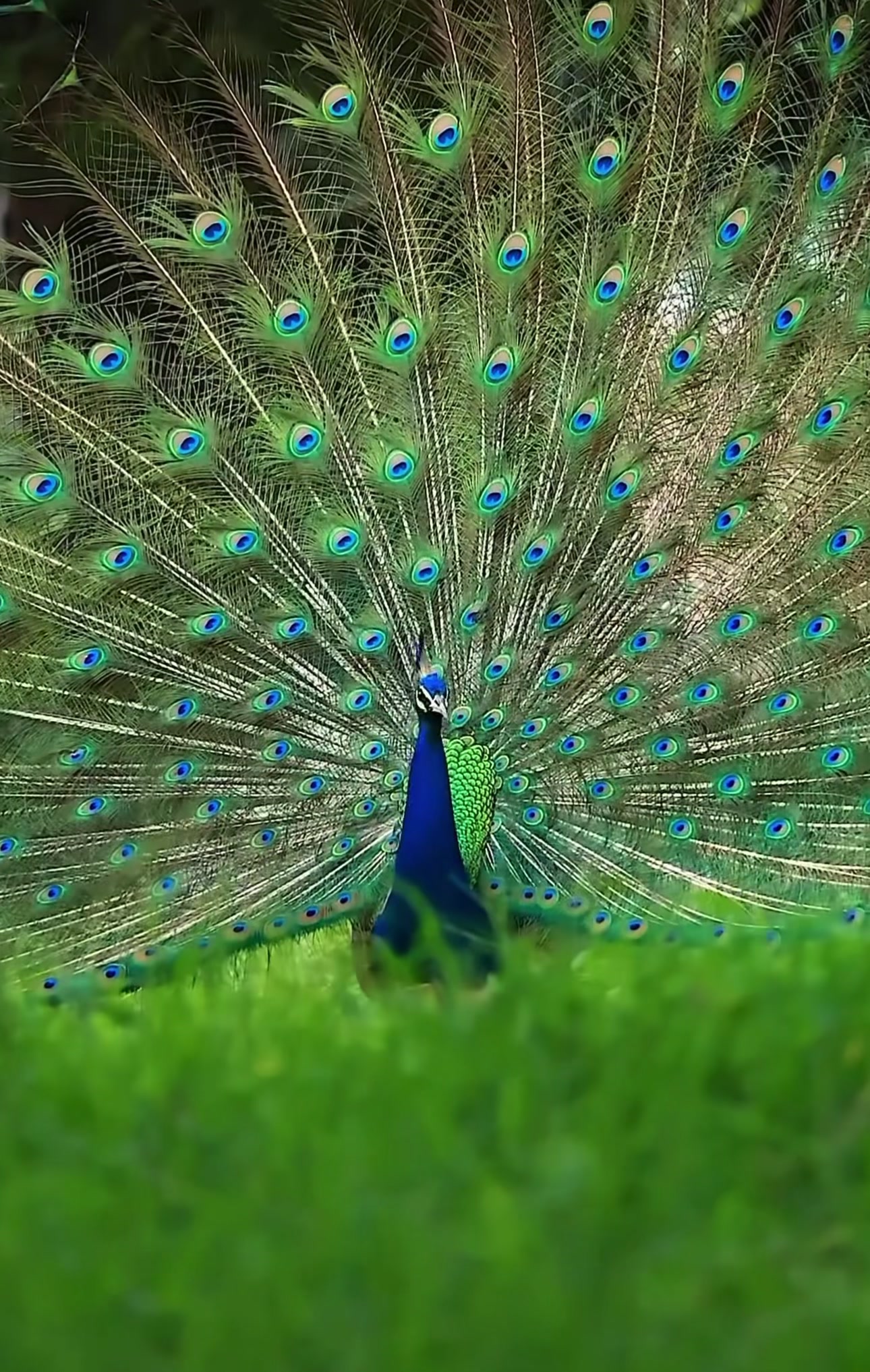 @꧁❰🅨🅞🅖🅘❱꧂🦋 ✨
