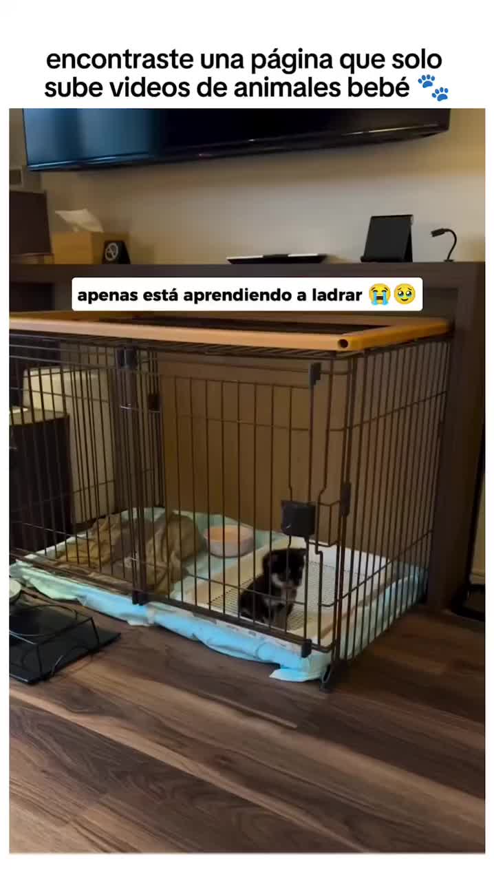 @El diario de Lia🐶🐾