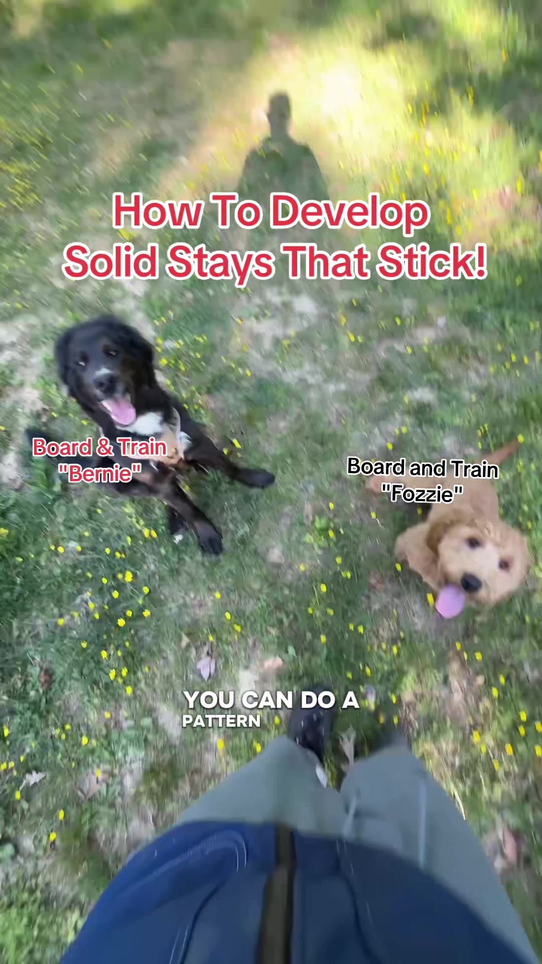 @Best Buddy Dog Trainer LLC