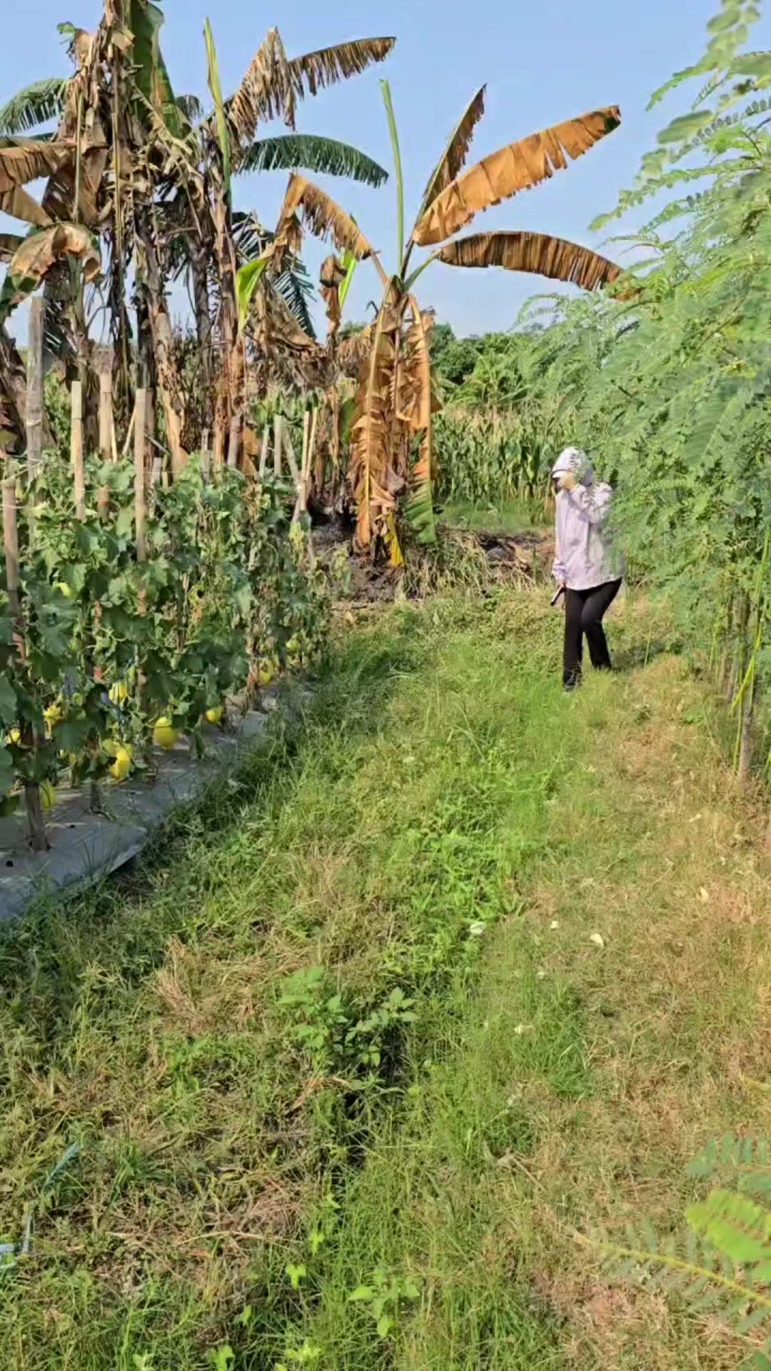 @Viurin Nursery