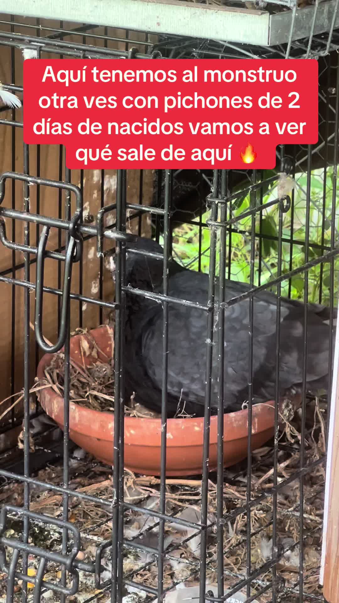 @Palomar Guines