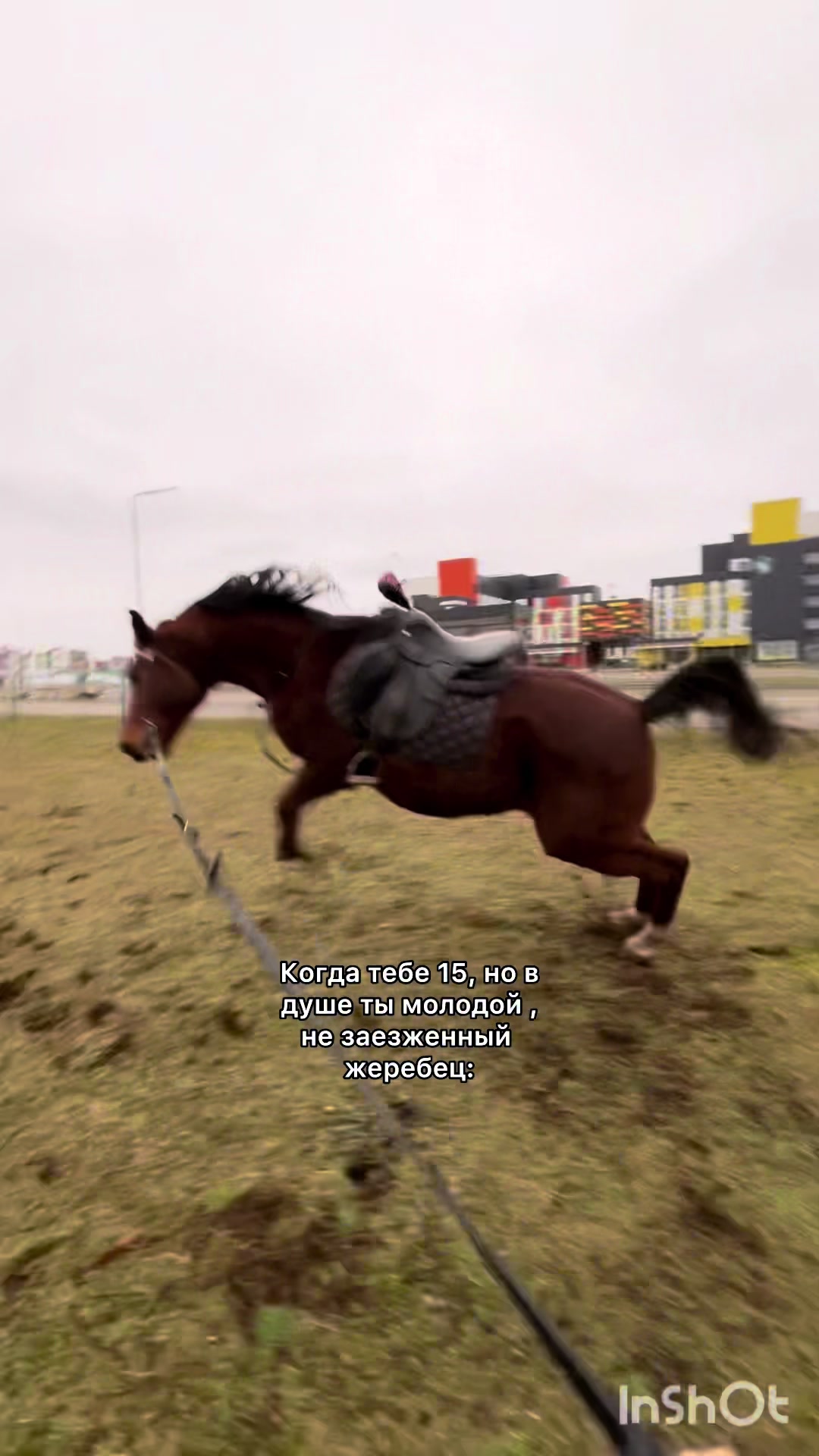 @❗Брест❗ 🐎Конюшня 🐎