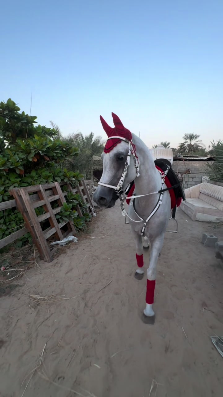 @فَآطُمہ صالح 🐎