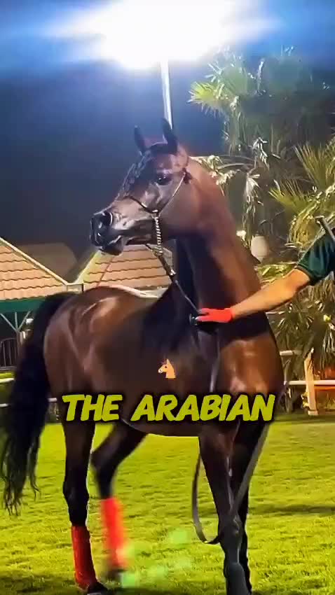 @animolfacts