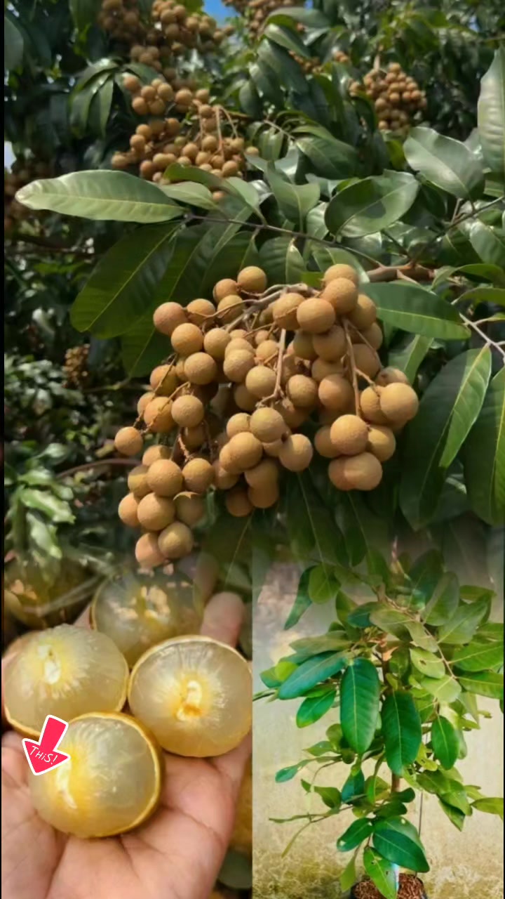 @tới đồ dùng
