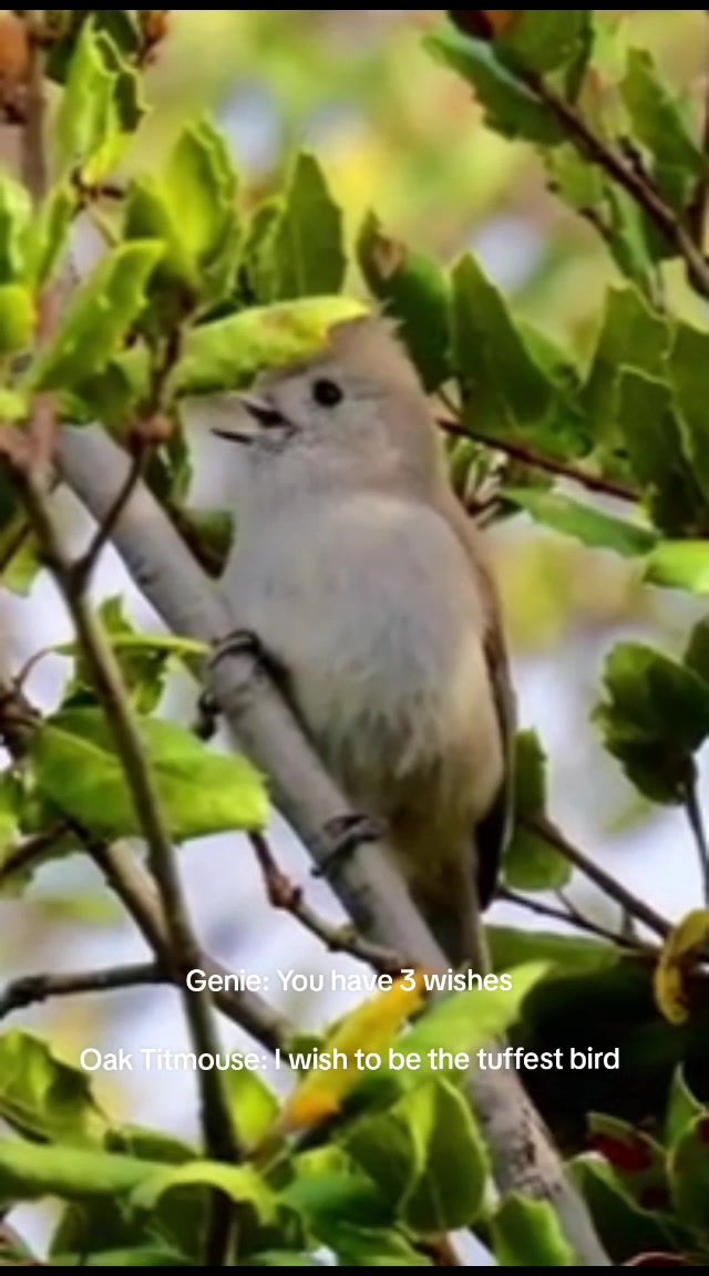 @oaktitmouse