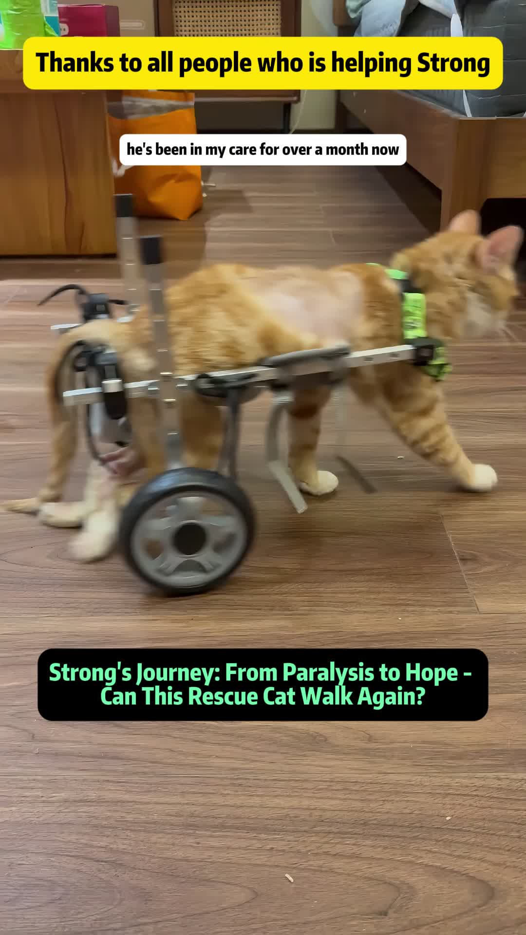 @Stray Cat Talkz