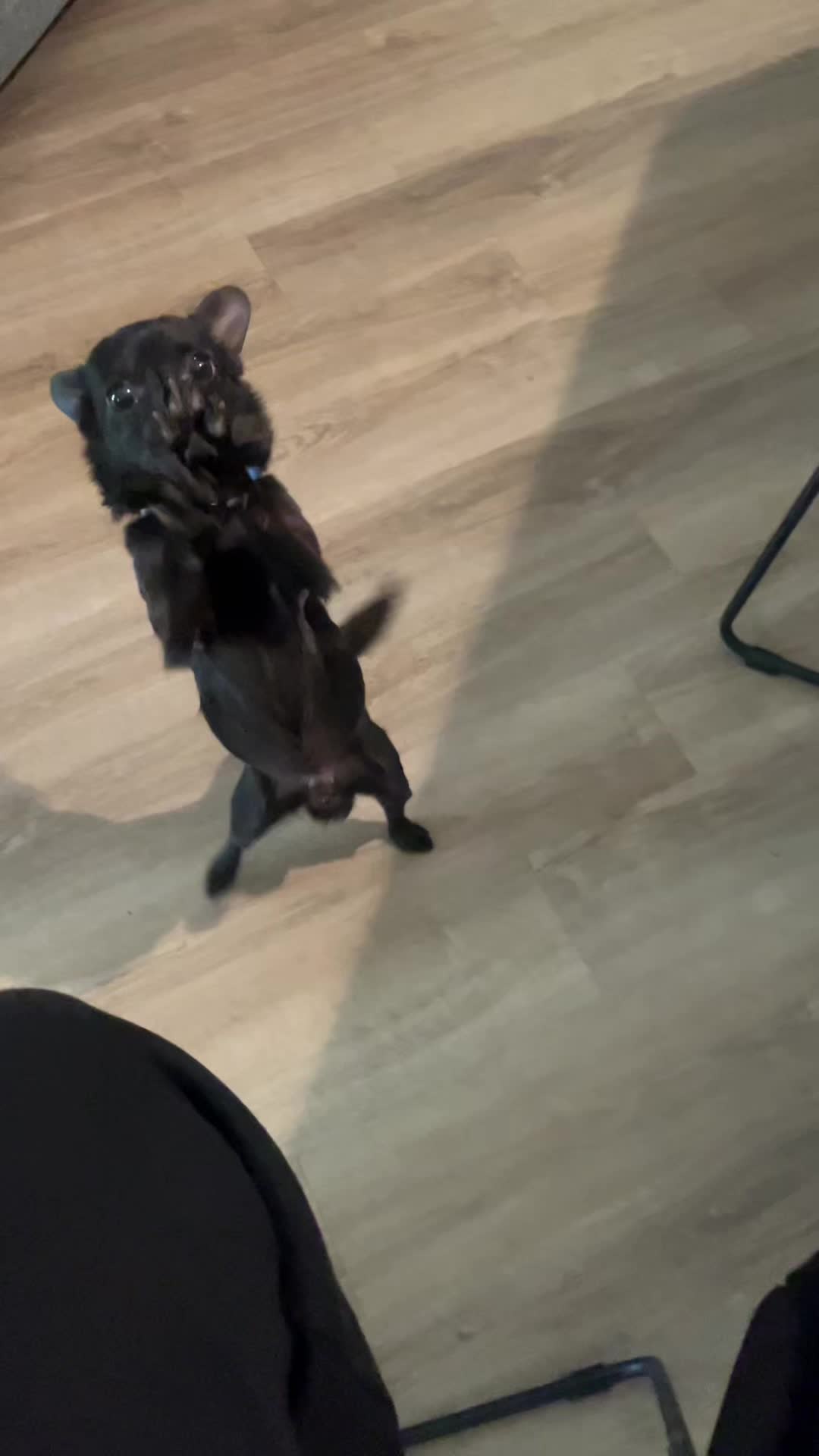 @Blackjack_Chihuahua