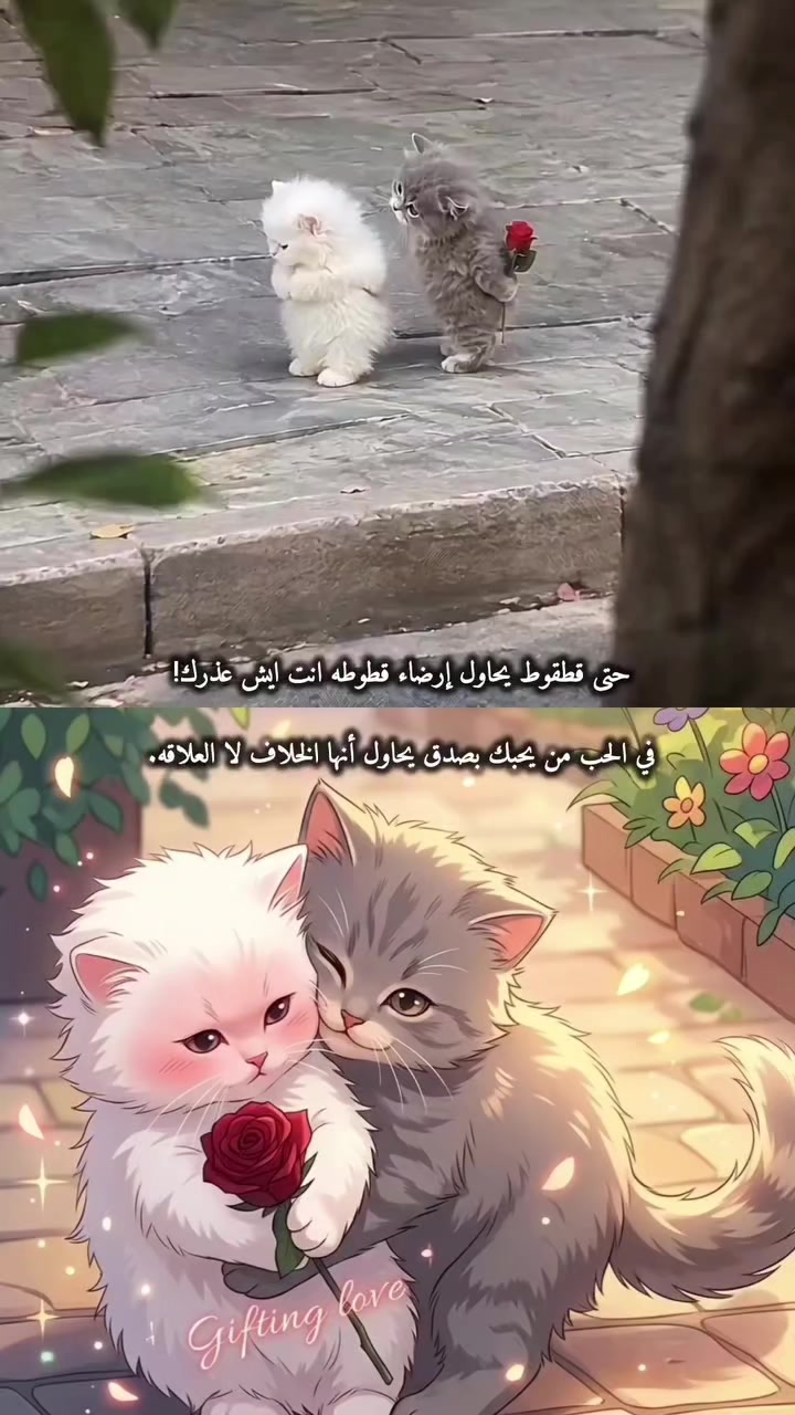 @Mohmd ahmd