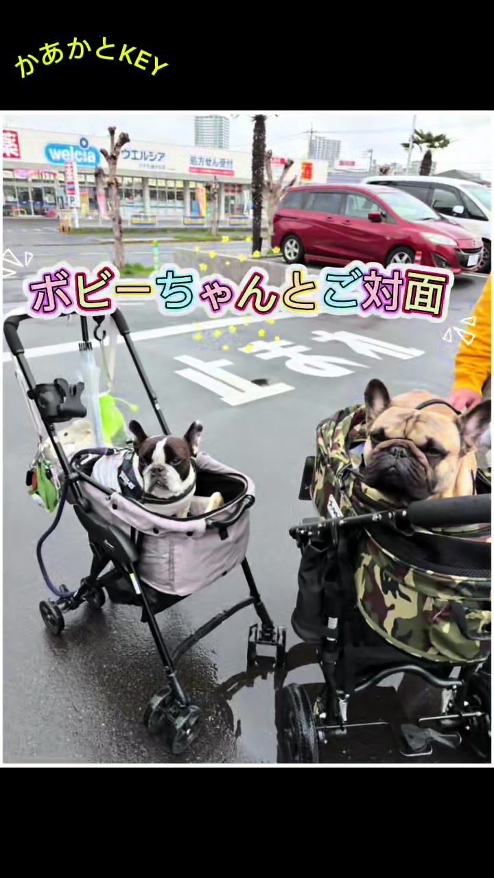 @かあかとKEY フレンチブルドックの日常