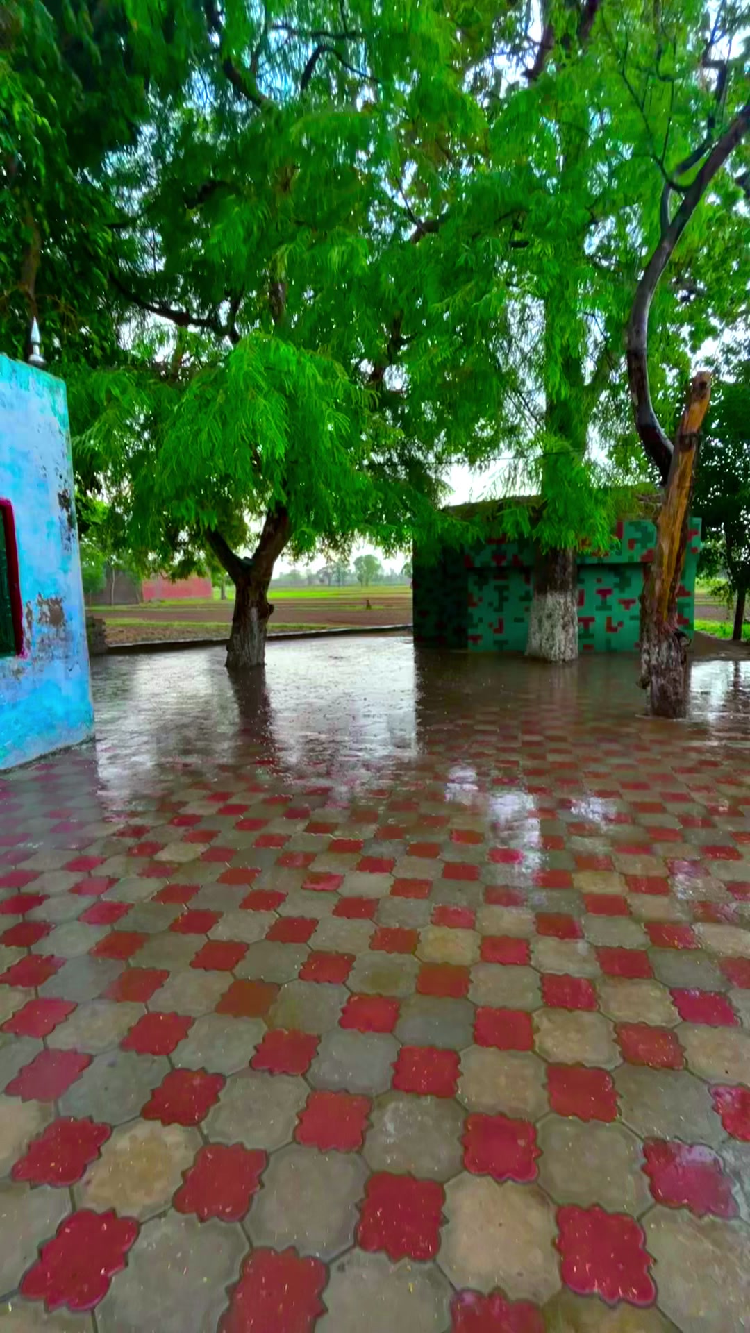 @🌹🌾☘️ پنجابی منڈا 🌸🪴🌹