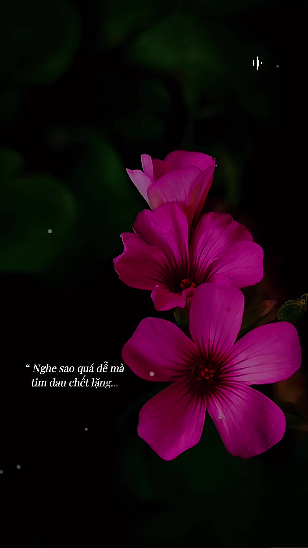 @🎶G&oacute;c Phố &Acirc;m Nhạc 🇻🇳