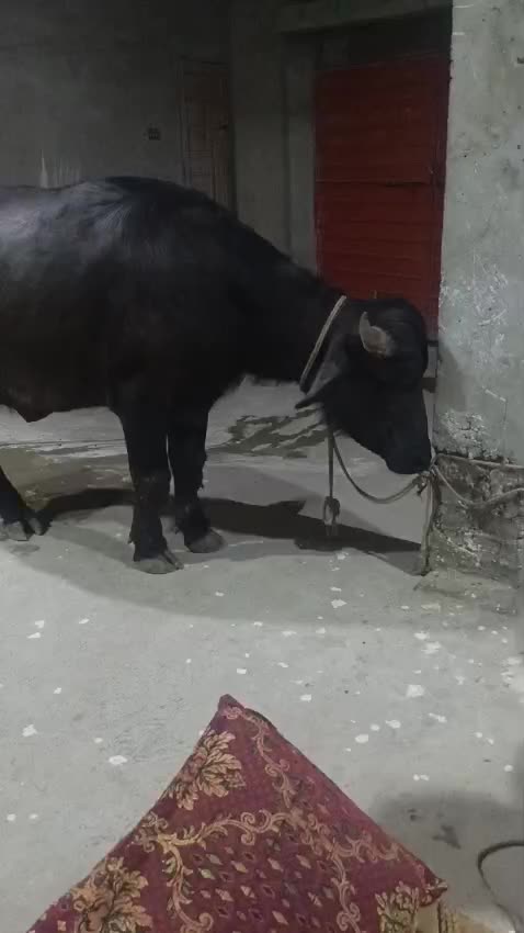 @Akhtar Zamir