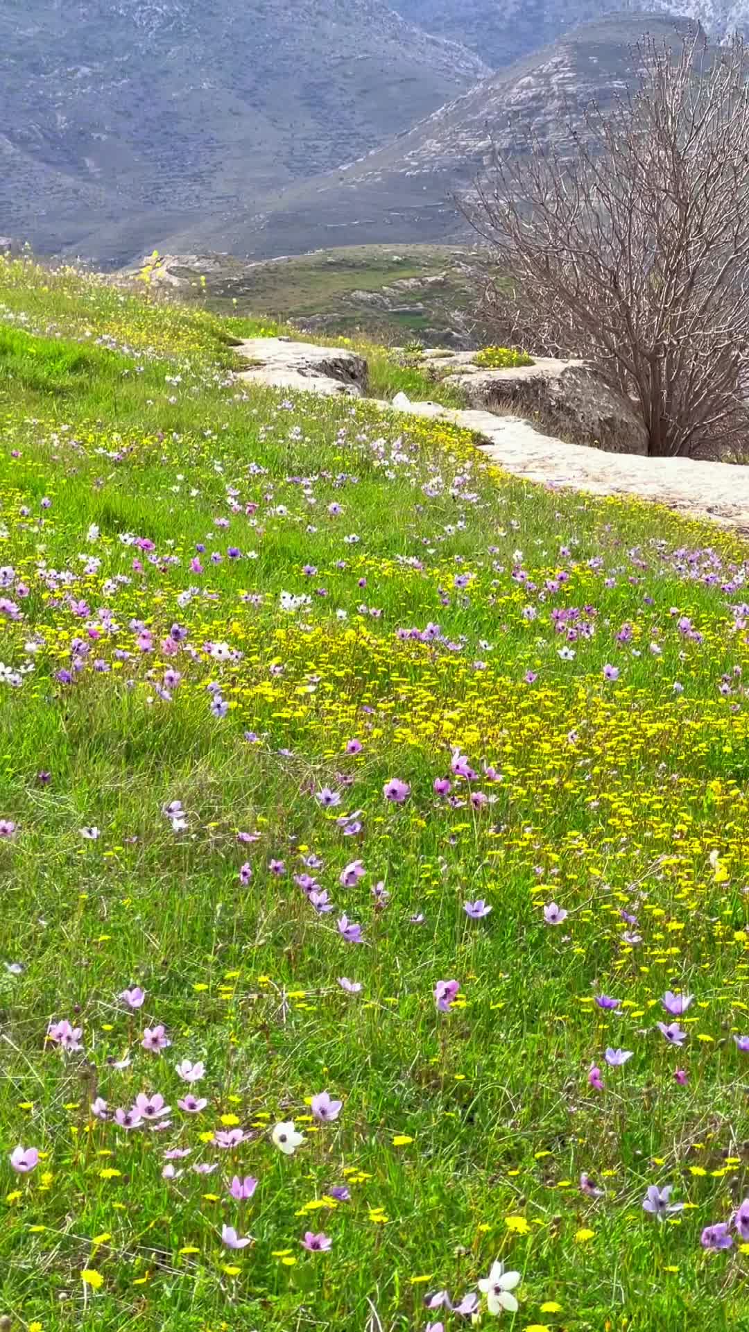 @mustafaakbel7
