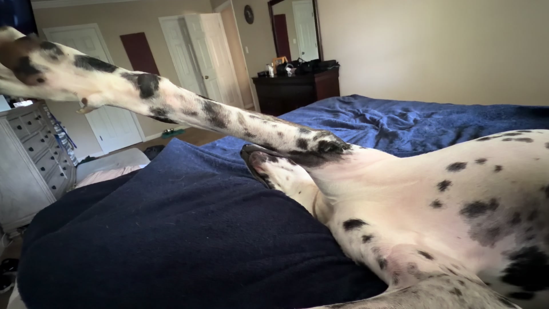 @MBJK just a dog giving smiles