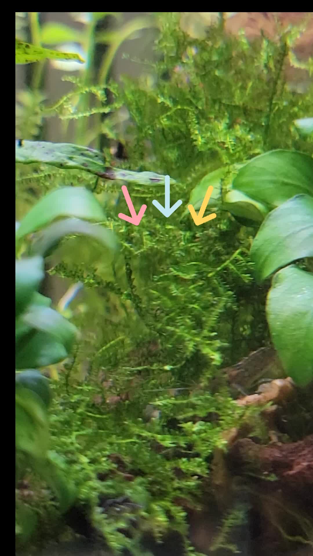 @Fishie Fishy Fish (nano, nano)