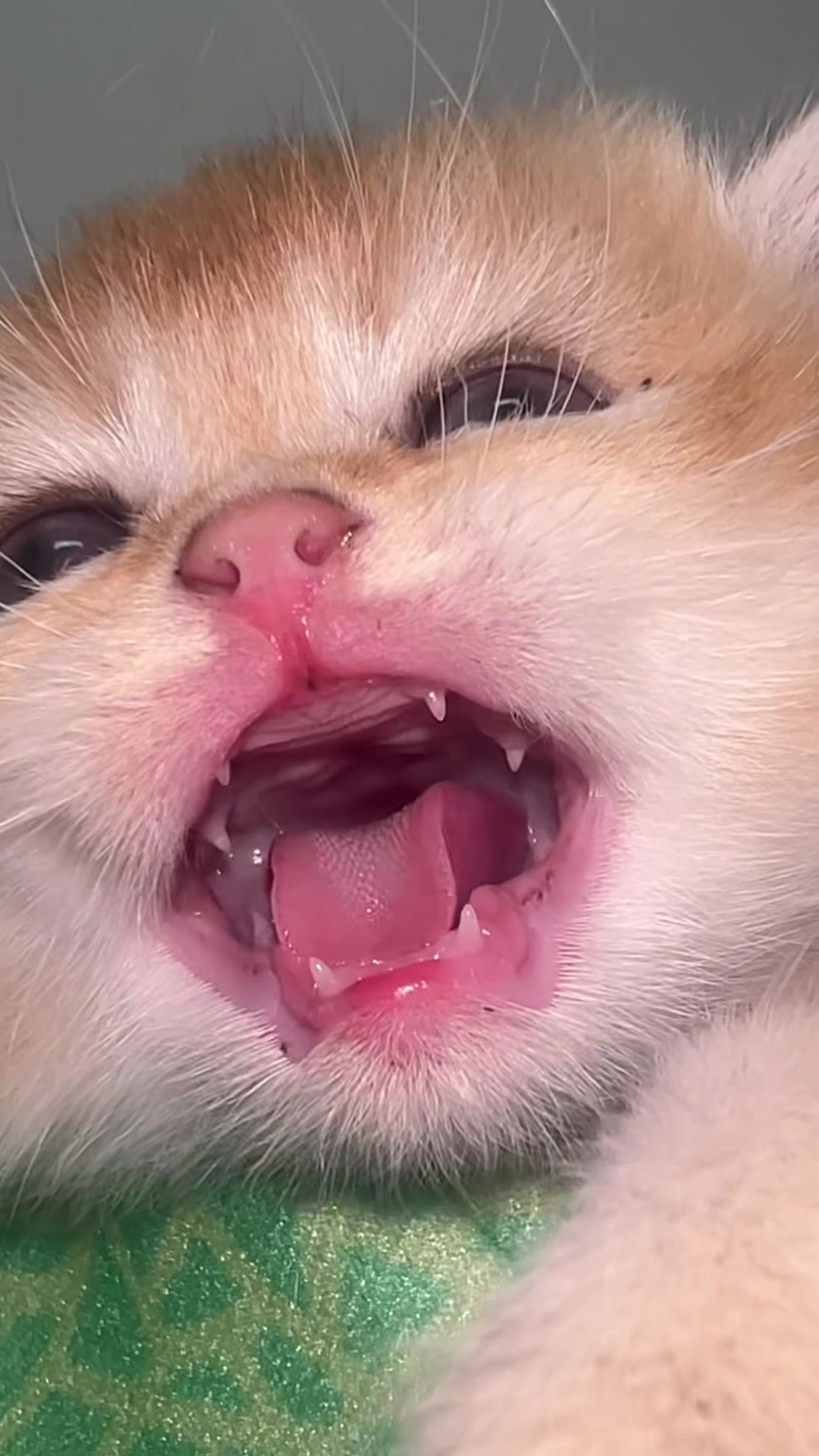 @Soothing Cats😻