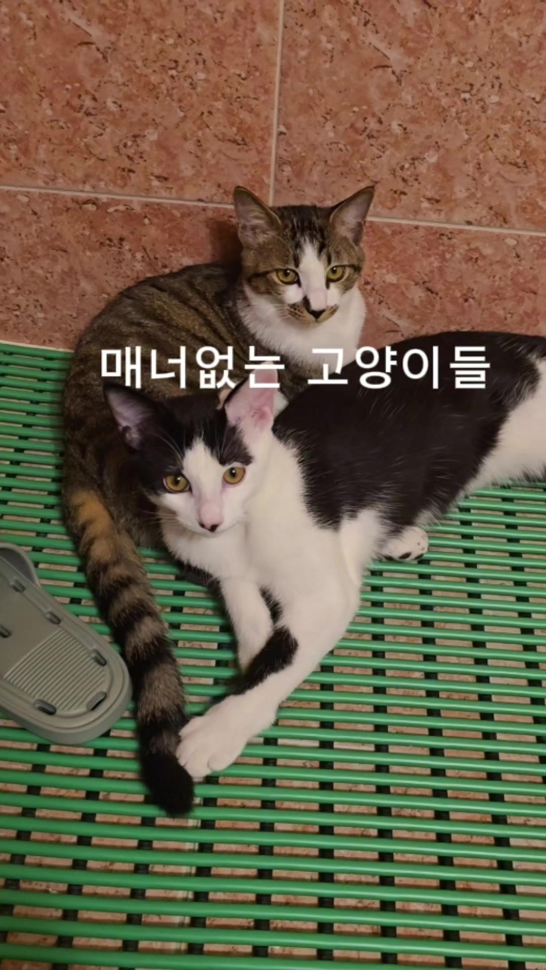 @재롬이와 재코