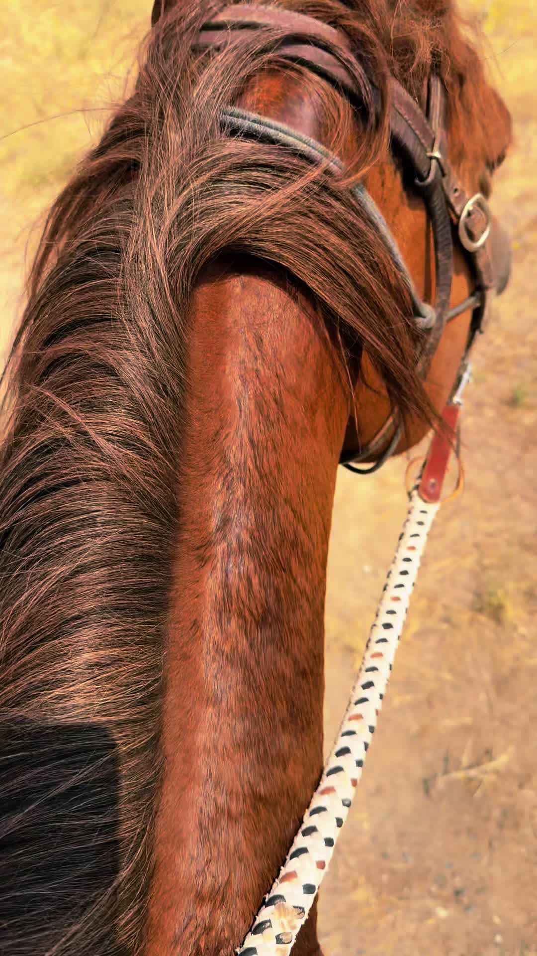 @Cowgirl Tuff Colt Training ❤️