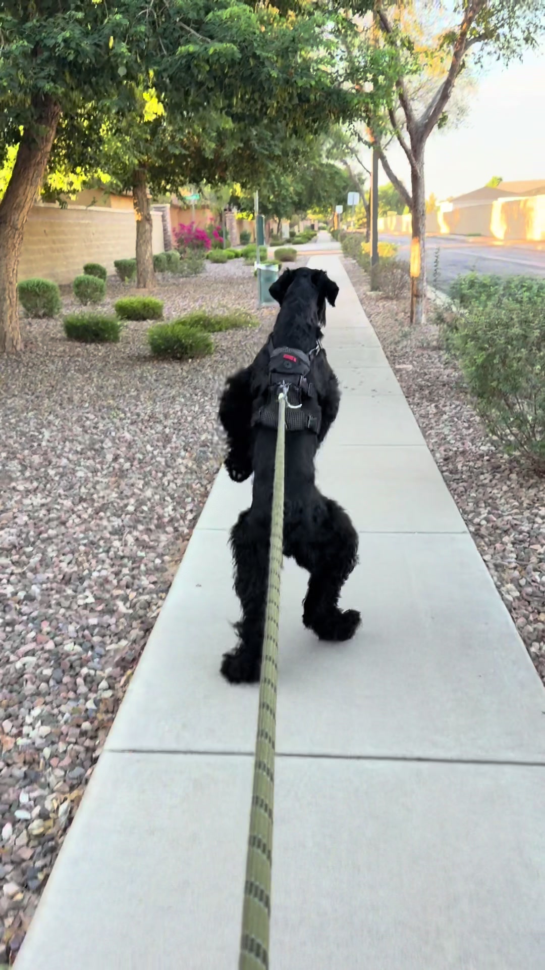@Fiona Walks