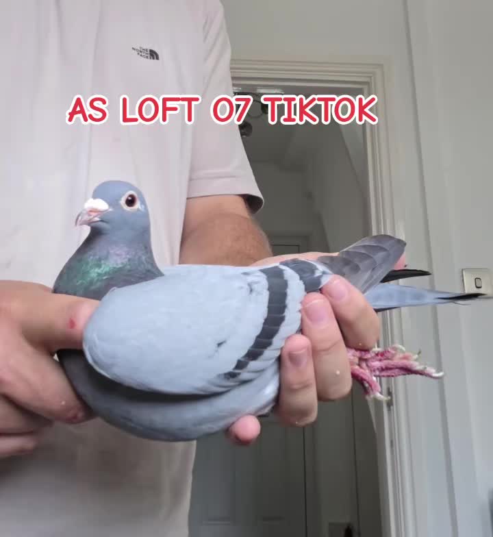 @AS LOFT07