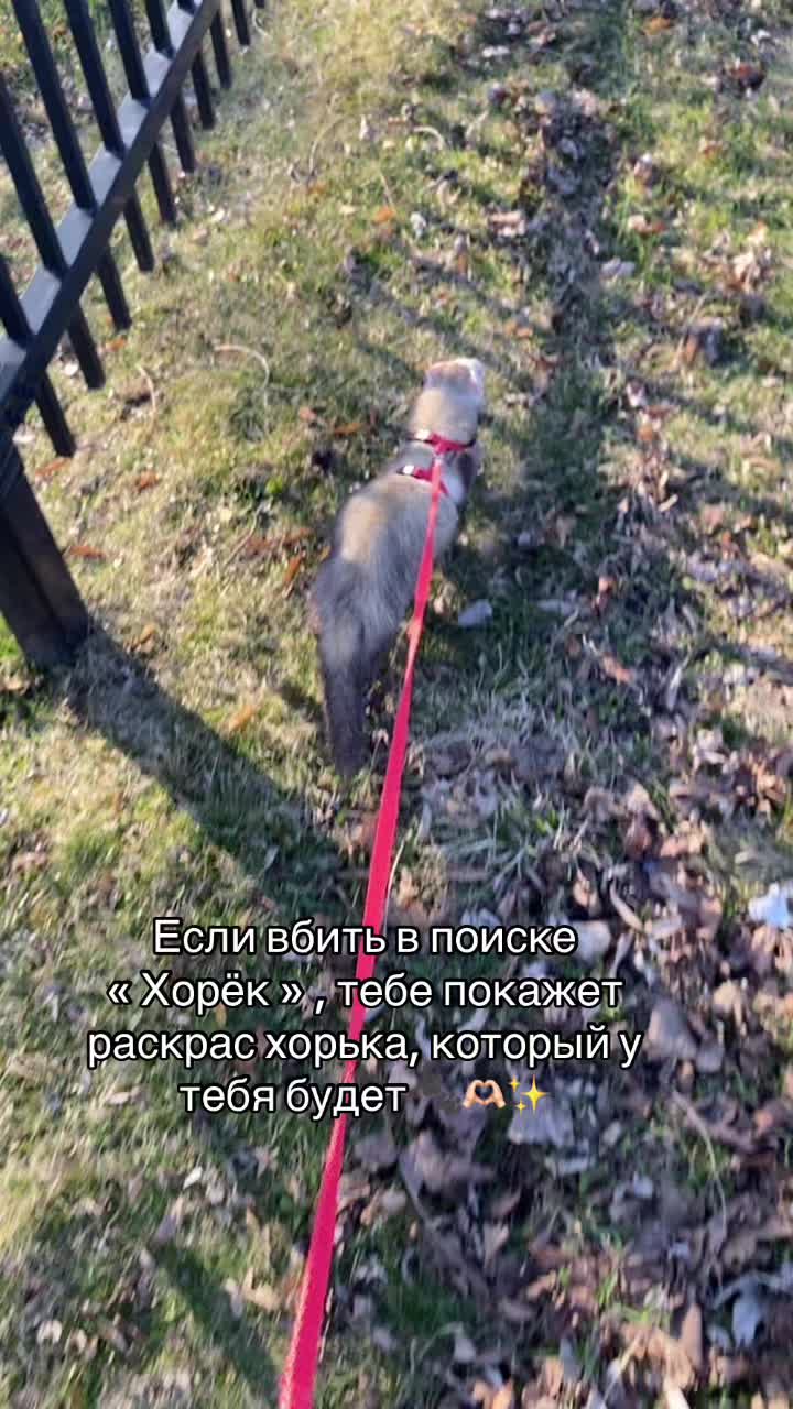 @F_u_r_e_t🐾✨🤍