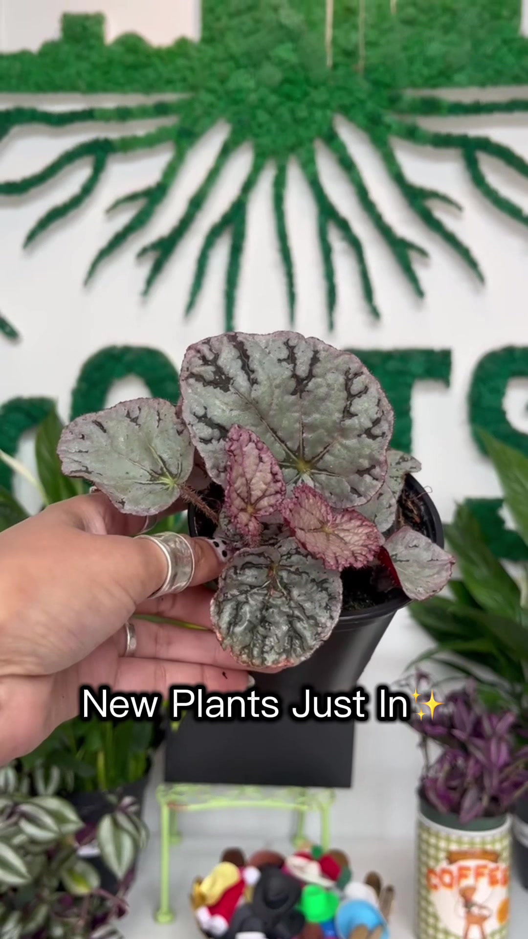 @Rootskc