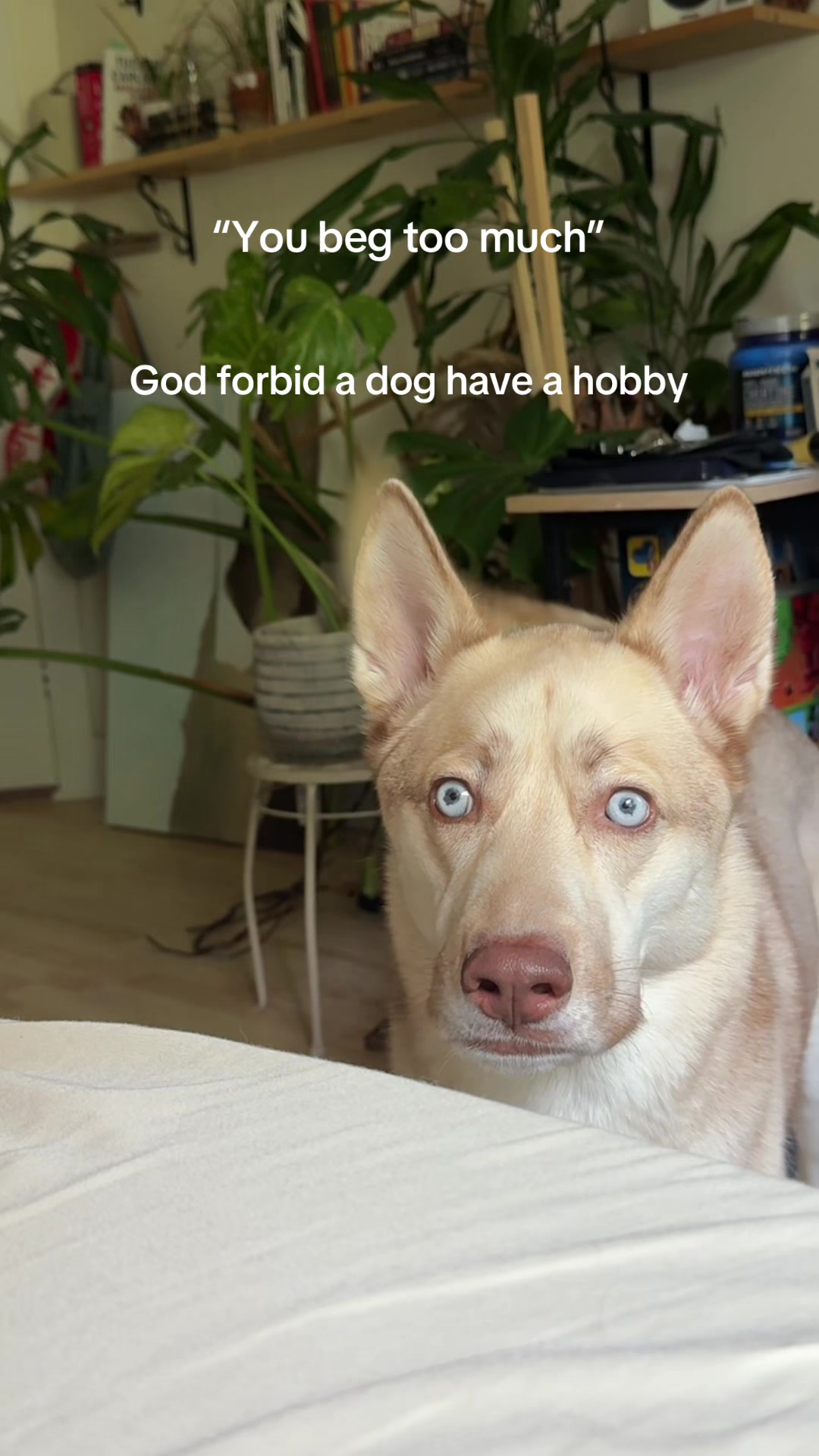 @Finn the Shepsky