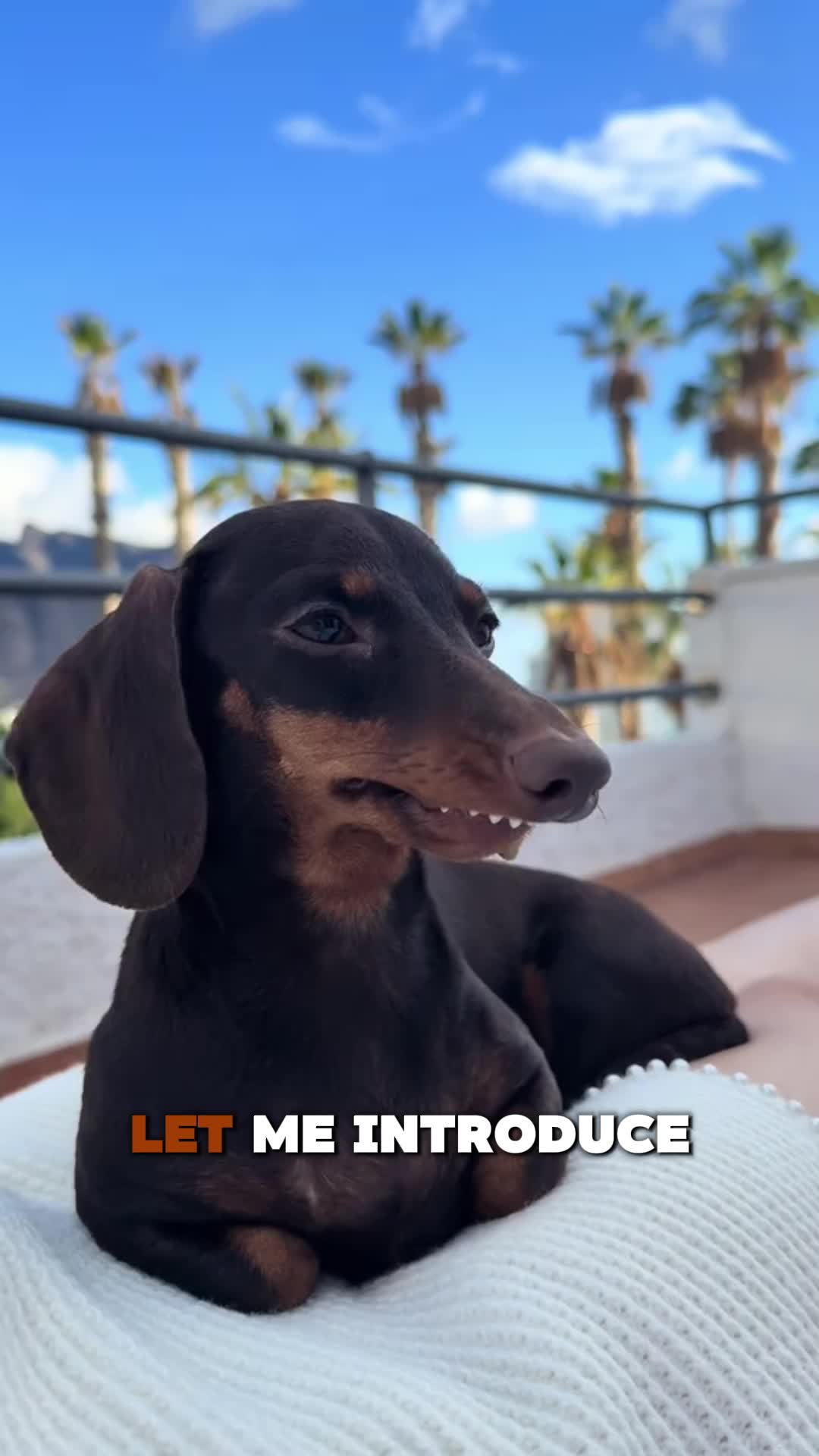 @PawblemsDaily
