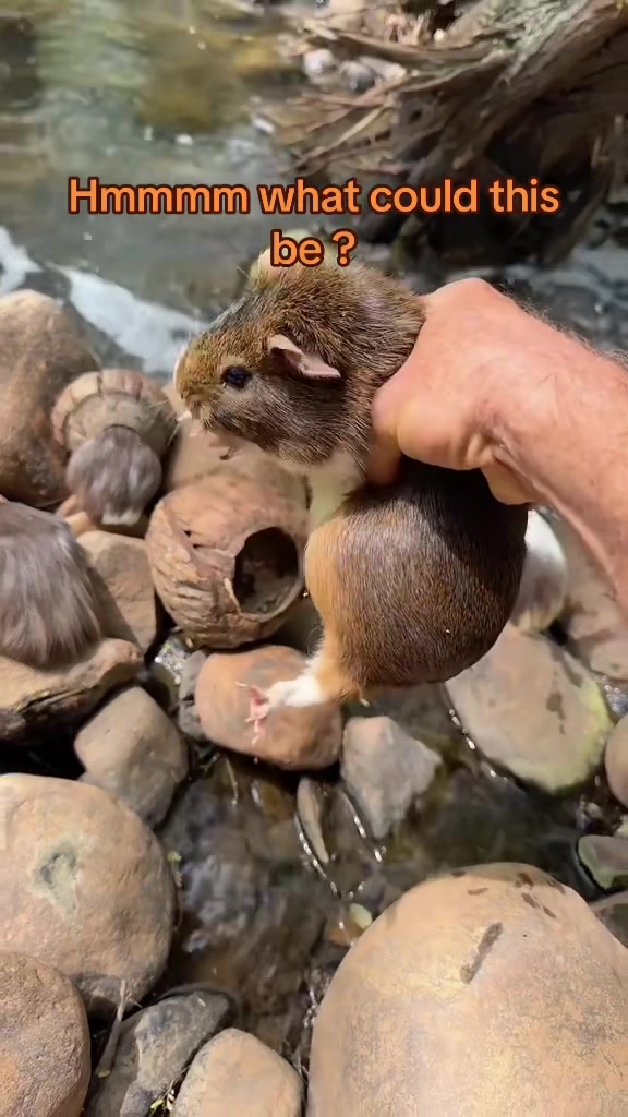 @dillondang