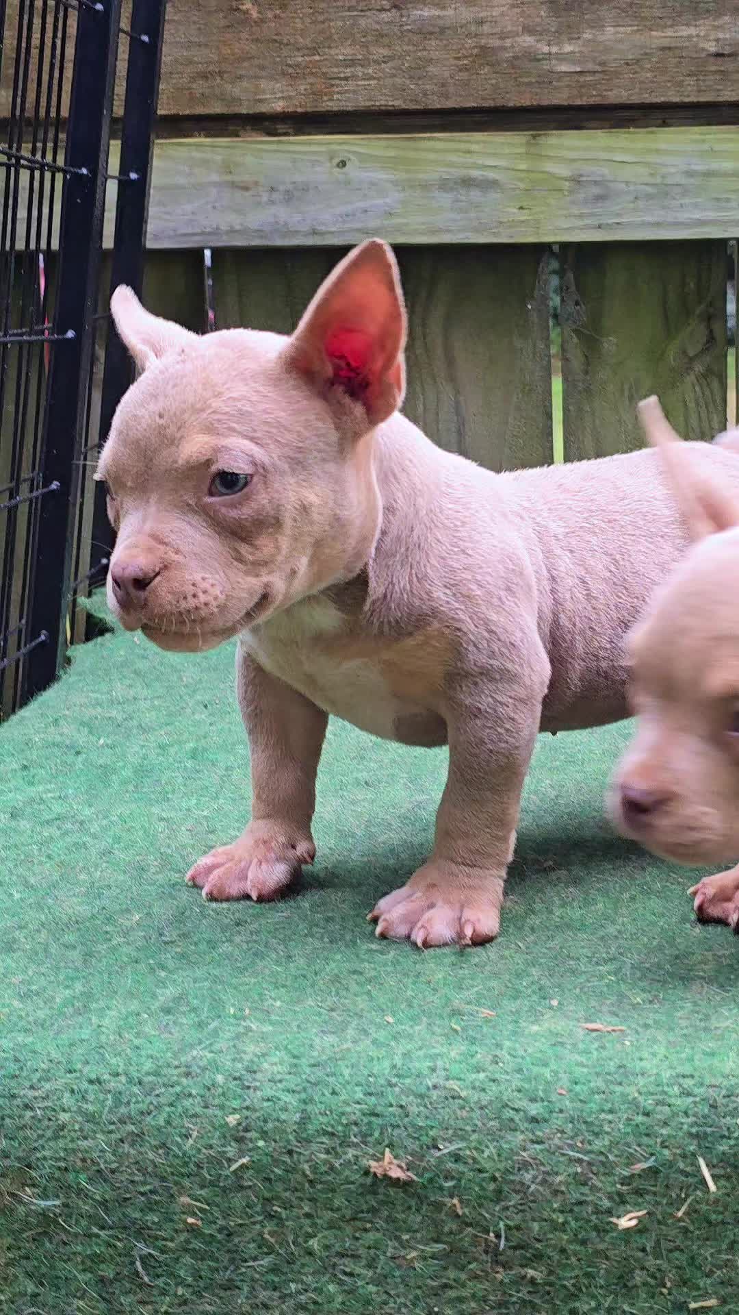 @EClassBullys