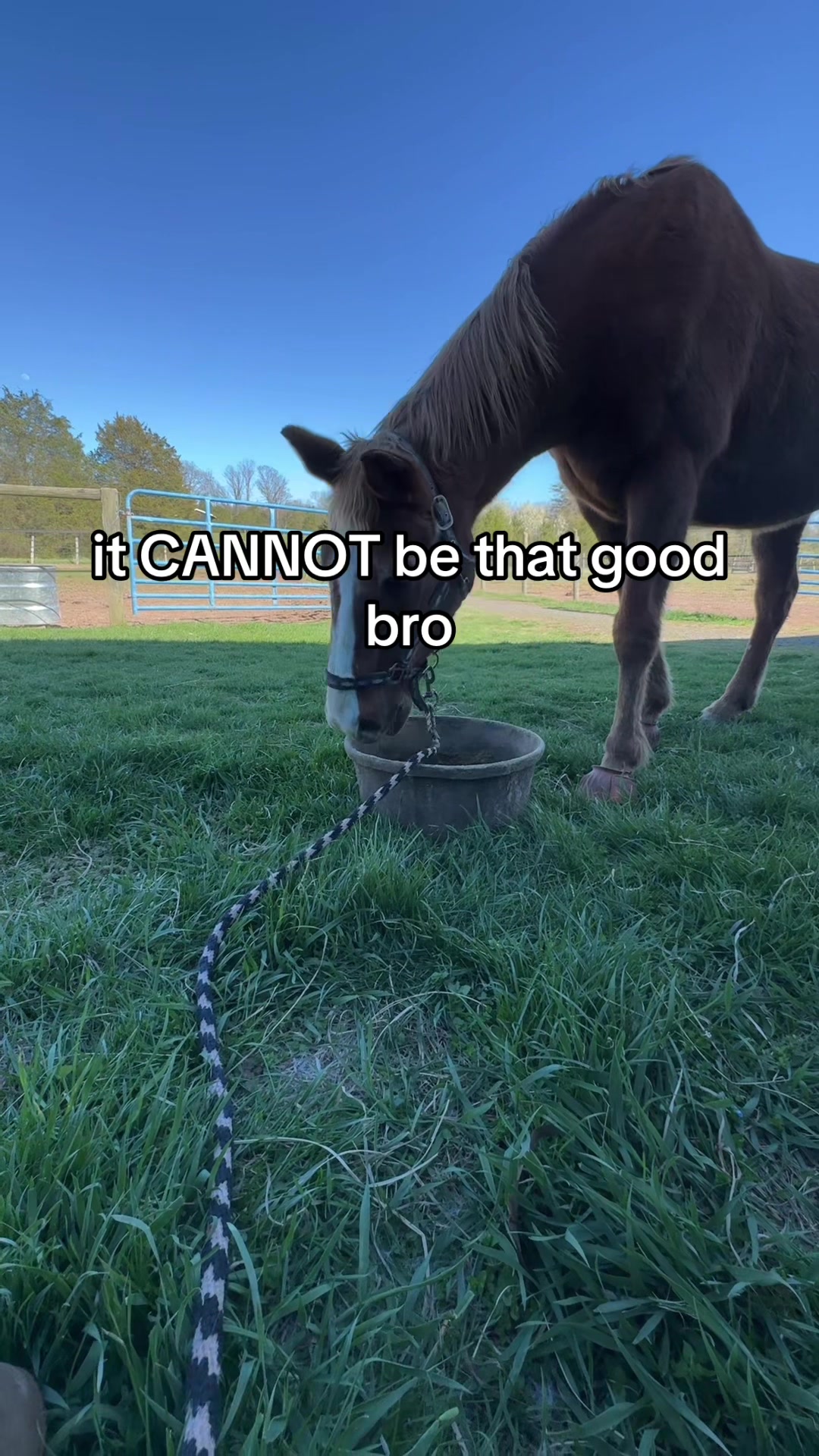 @caitlin folliard🤎🐴