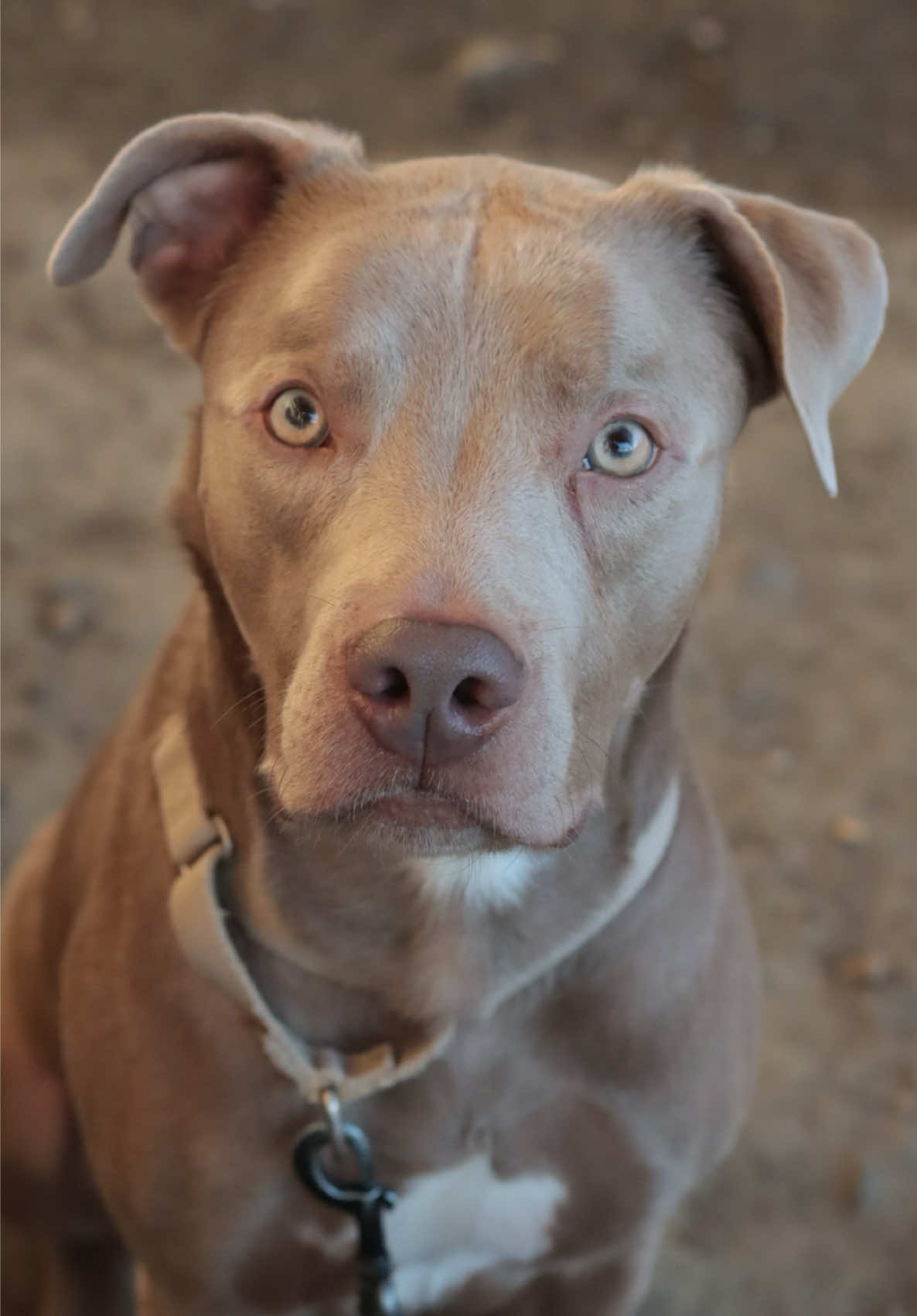@PAWS