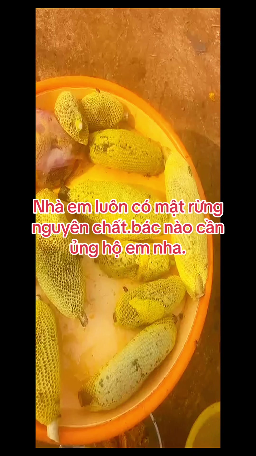 @Mật rừng TH&Agrave;NH ĐẠT