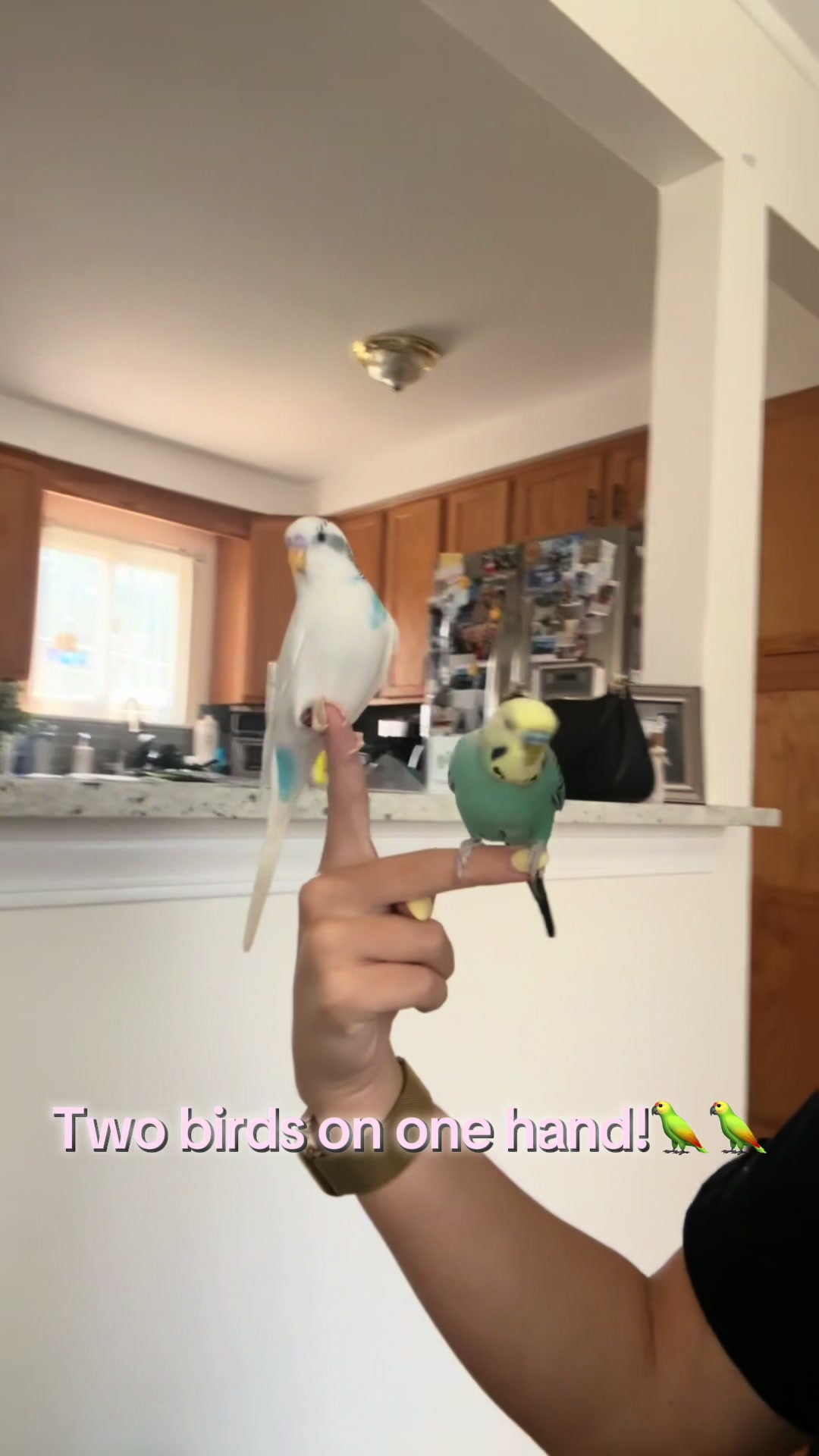 @The budgie trio