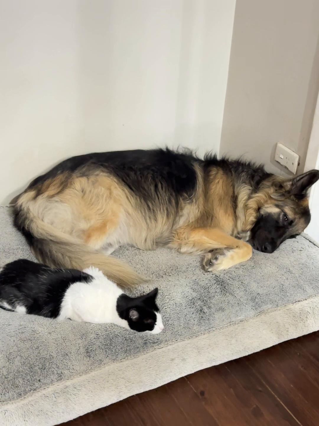 @Indy German Shepherd