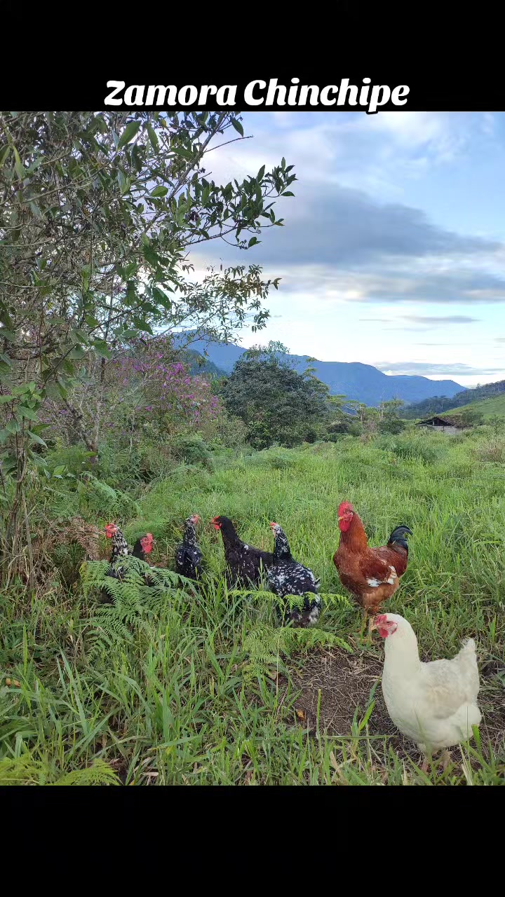 @Manuelito en el campo 🌱🐓🐄