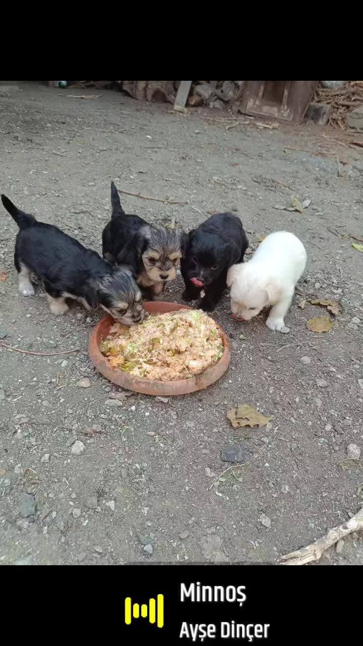 @Nazan &ouml;t&uuml;n&ccedil; &uuml;nal