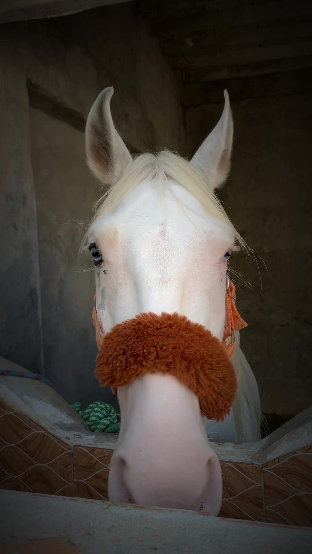 @🦅Ch-Asjad-Ali-Saidagoll🐎