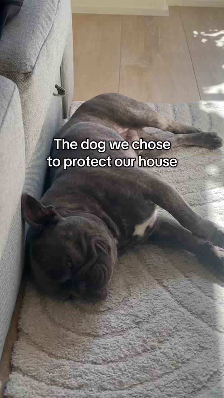 @Bose the frenchie