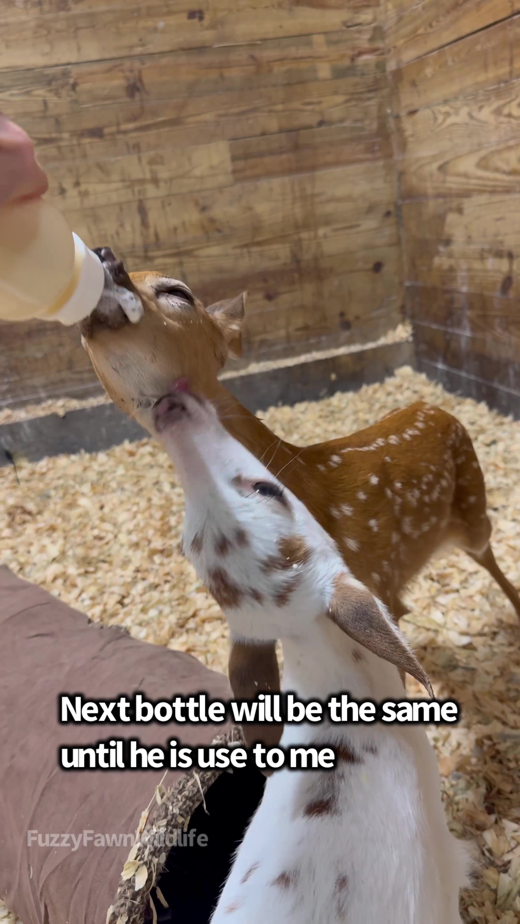 @Fuzzy Fawn Wildlife