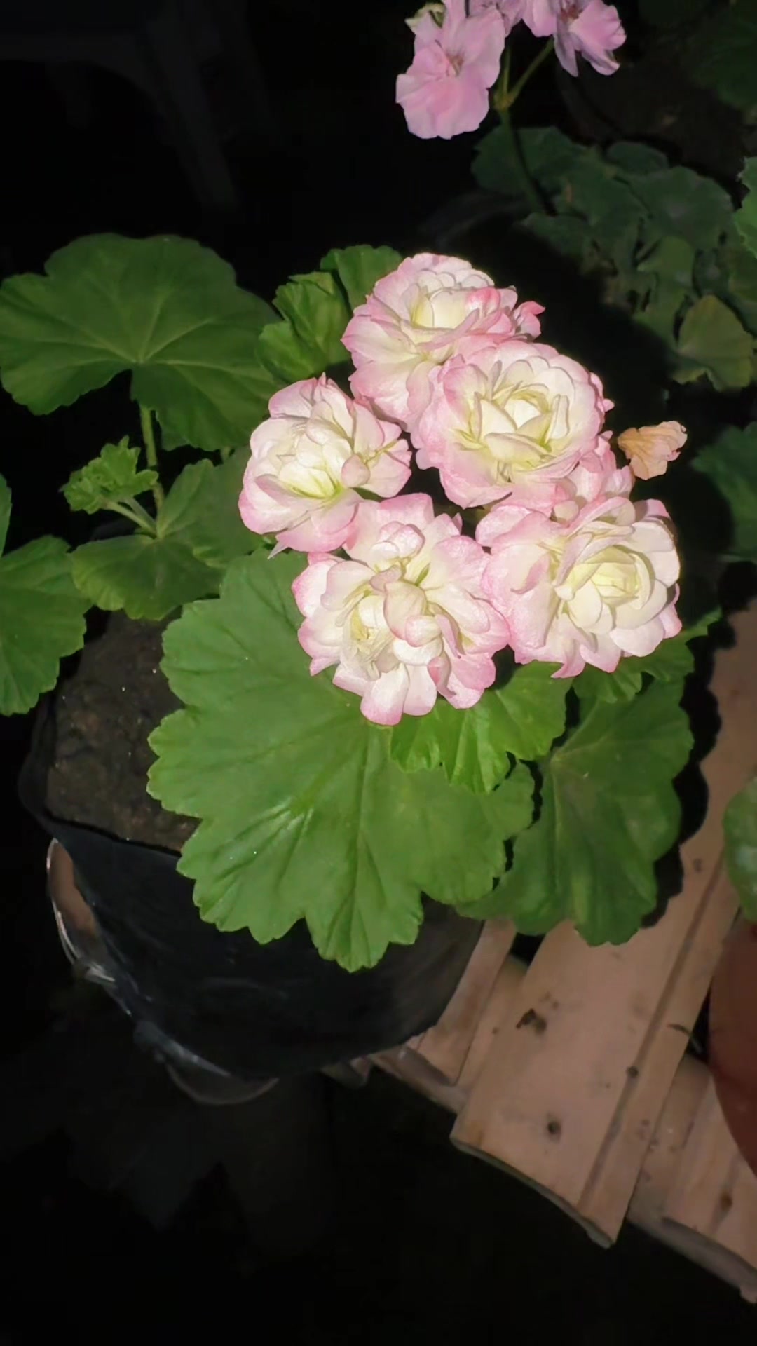 @Nirvan Nursery