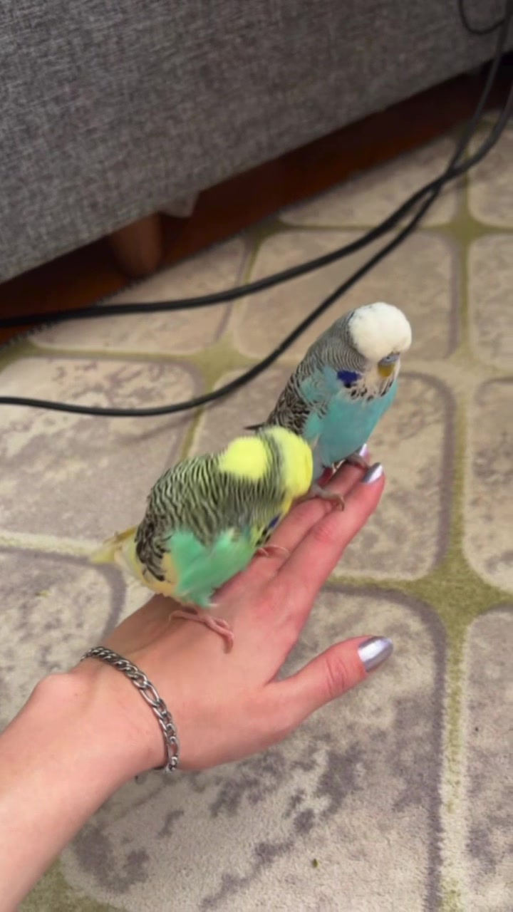 @bbb.budgie