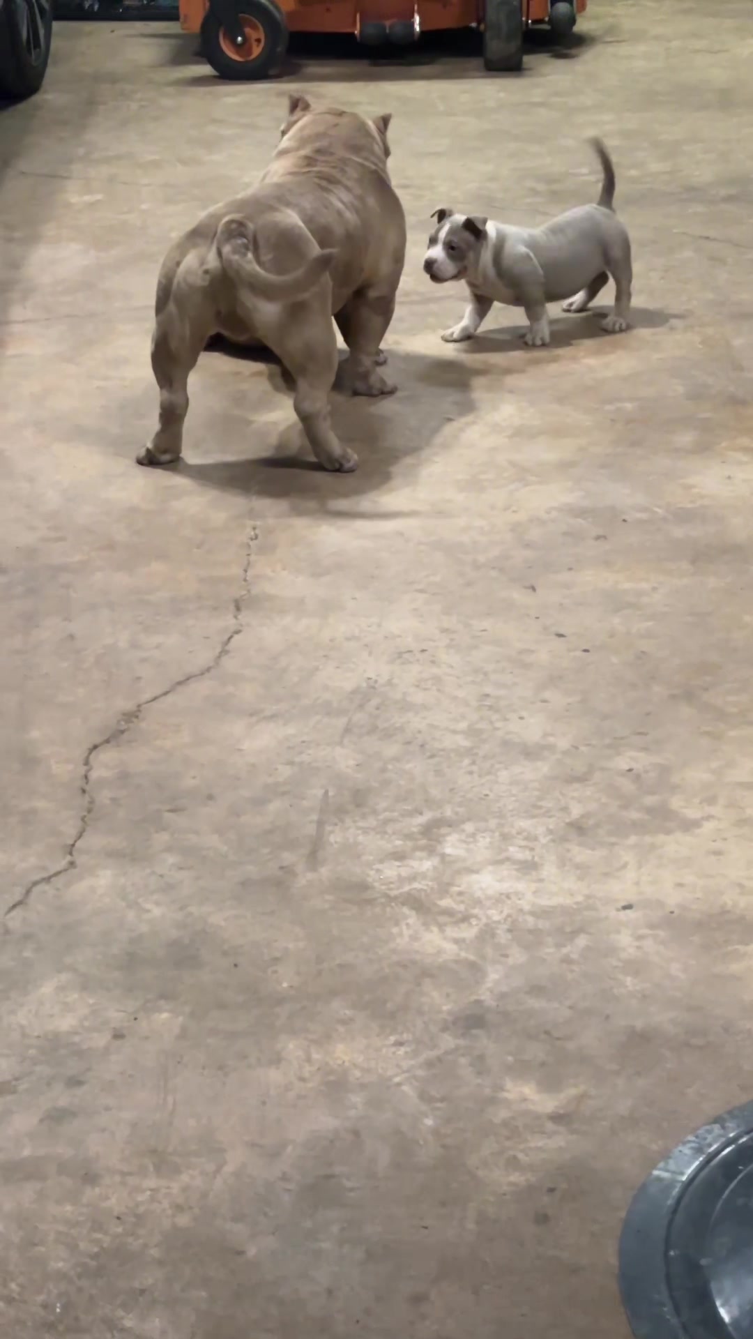 @Carters BullyHub