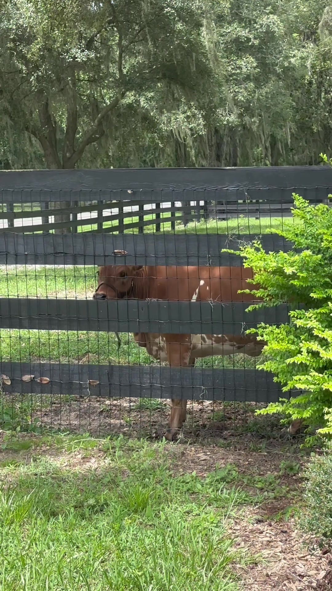 @Ashley at Rivermont Farm🐎🐶