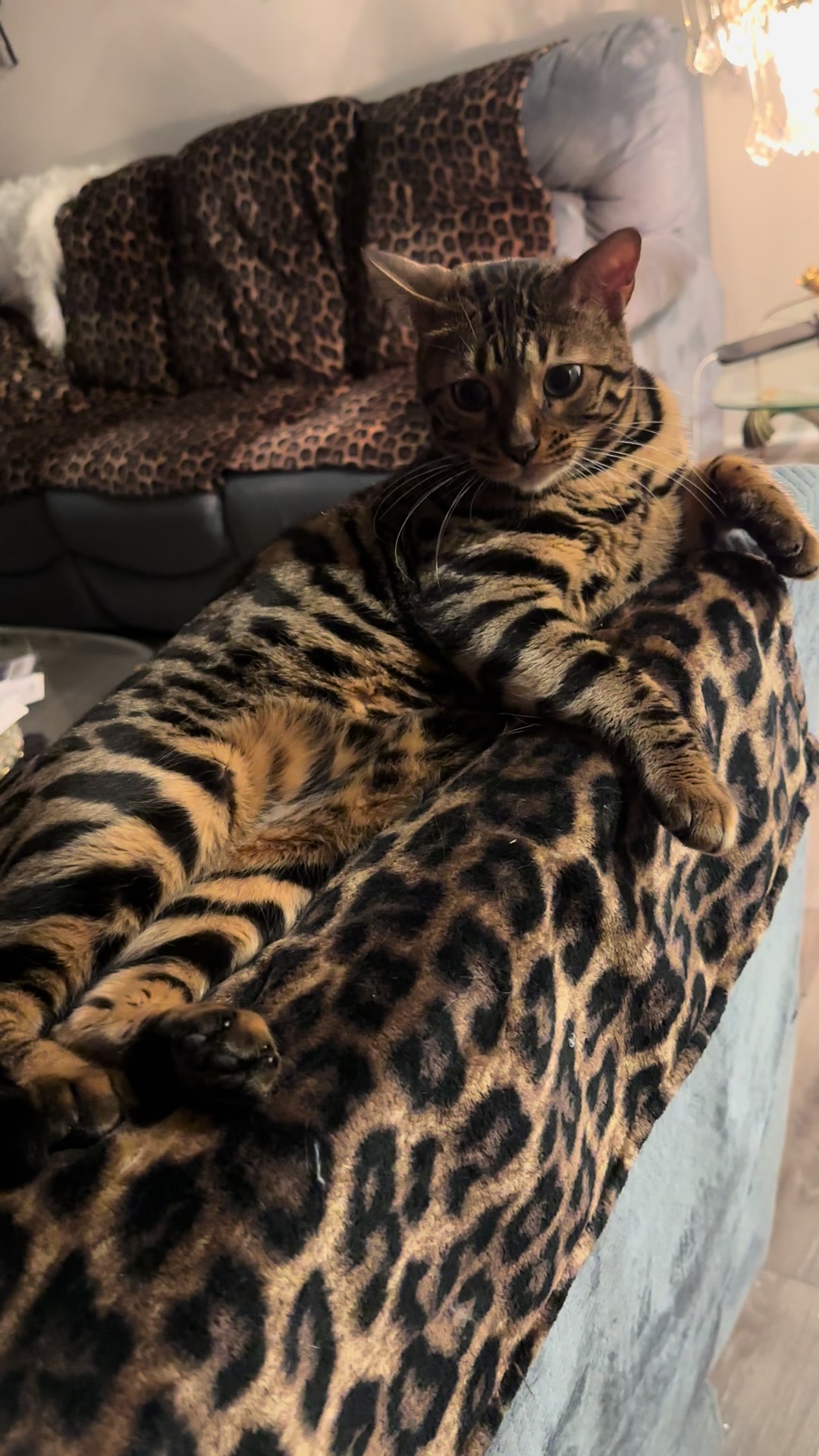 @Tiny Leopard Cats