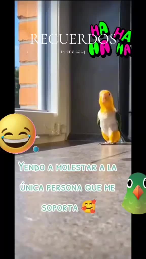 @🇲🇽🤎✨️Queen 🤎🌹👻🐛😺🦕🦜🩷