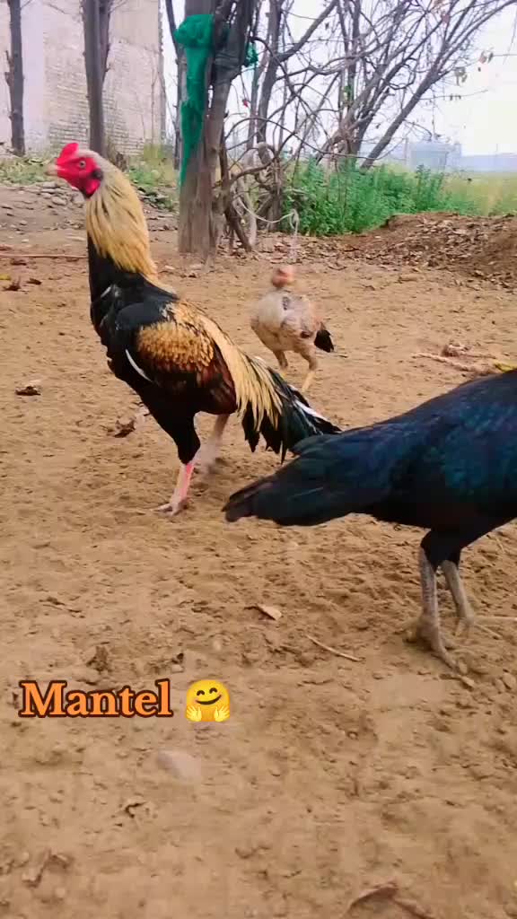 @Mr_Ak💗🤟